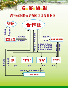 都江堰市胥家镇：创新经营模式  实现产业统筹