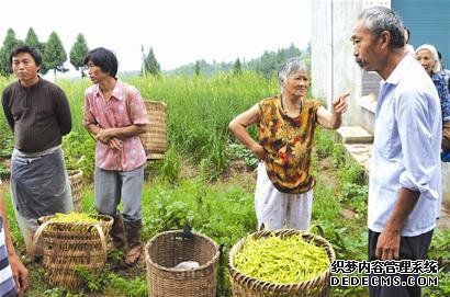 渠县黄花滞销 政府帮忙找销售渠道