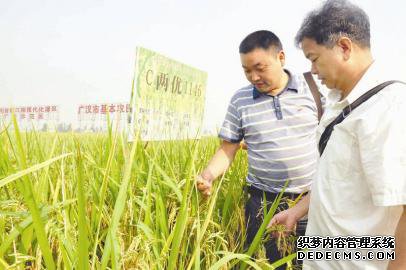 四川本土“超级稻”有望再添新丁