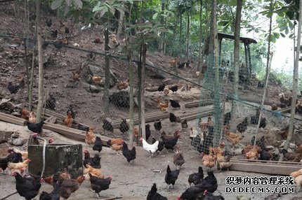 三江：林下产业与区域经济互动发展的新模式（图）