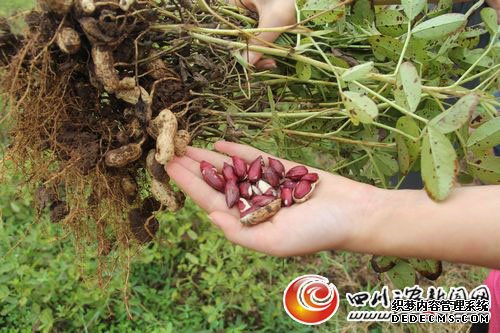 [泸州]纳溪：试种黑花生 推广特色产业助农致富