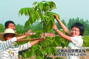打工妹返乡 要建川东北第一核桃园