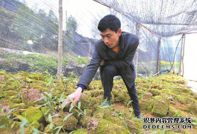 扎根穷山窝  “土专家”带领乡亲奔富路