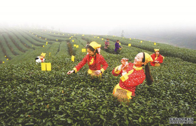 纳溪区：打造“特早茶”品牌  促现代农业转型发展