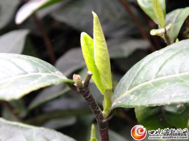 洪雅县：周末体验茶趣事