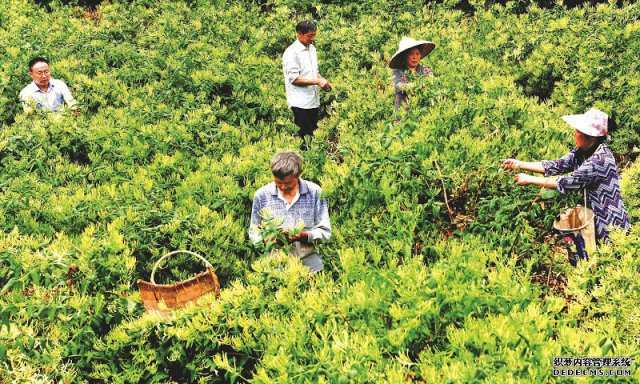 南江县：绿色崛起兴产业 广袤田野织锦绣