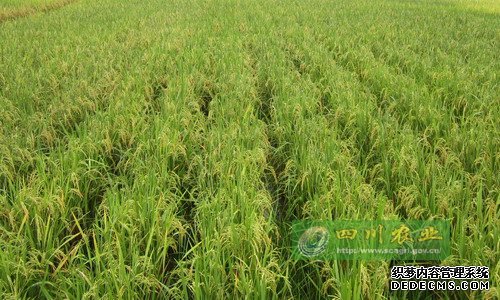 富顺县：再生稻长势喜人丰收在即