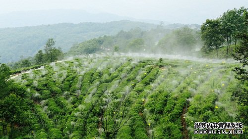 青川县：仙雾茶海”助力供给侧结构性改革