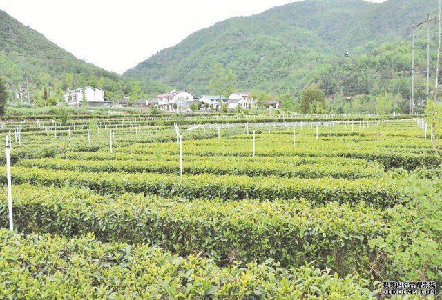 青川县：聚力奔小康 回乡溢茶香