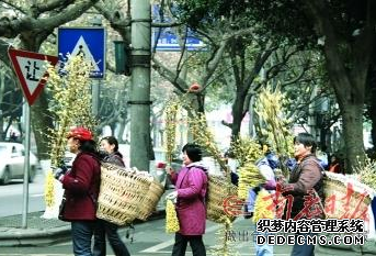街头暗香浮动乡下的腊梅又进城了
