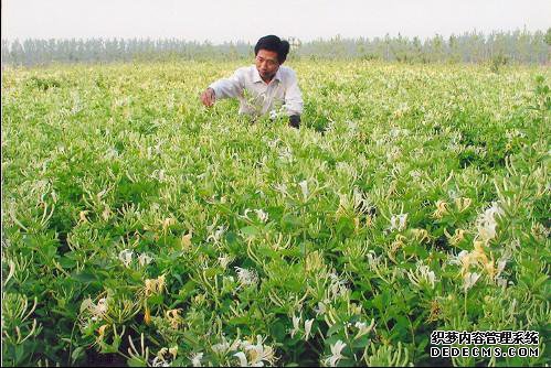 乐山沐川：金银花产业纳入现代农业示范园区建设规划
