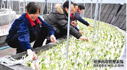 农家日子红 龙年新事多