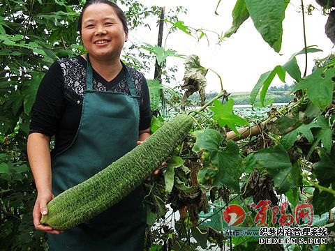 “巨型”丝瓜让人称奇