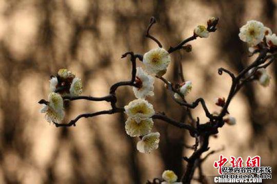春暖花开 沪人蜂拥赏梅去