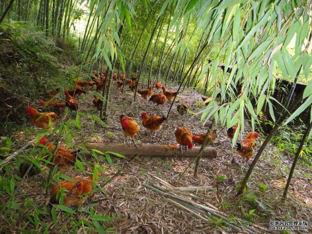 山区农业县的探索之路