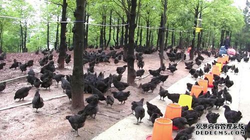 翠屏区林业局：林下养鸡有“钱”途 绿色经济呼之欲出