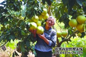 南充：香甜柚子压枝头