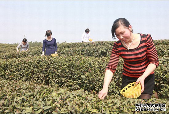 旺苍县：春茶开园早 茶农采摘乐