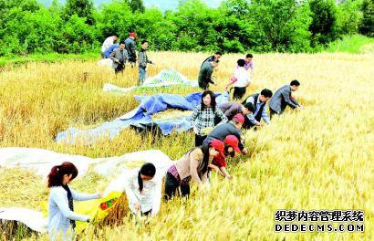 苍溪县：党员干部齐下田 帮扶农户抢收油菜