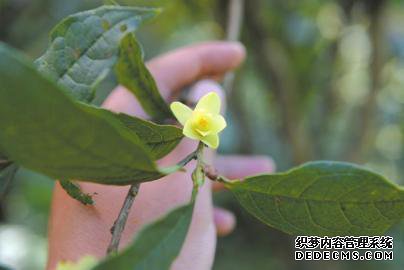 长宁县：发现“茶花皇后”——小黄花茶