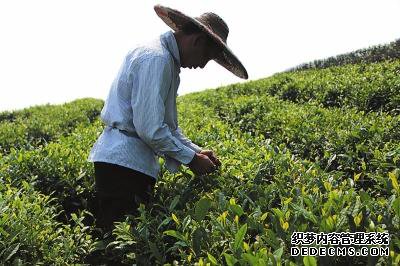 峨眉山市：峨眉山茶产业助农增收见实效