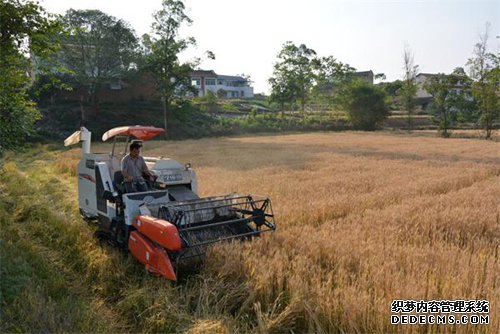 内江市：机收拉开威远县小麦收割序幕