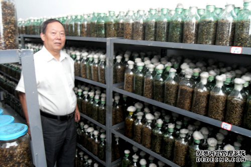 绵阳市：羊肚菌栽培发展势头迅猛