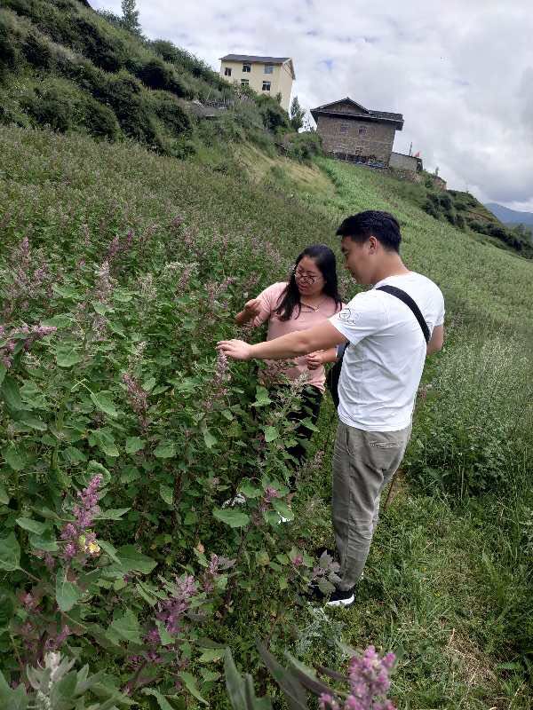 与驻村农技员一起在藜麦种植试点地研讨种植情况