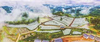 恩阳区：告别“空壳村”乡村振兴路越走越宽