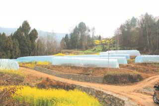 青川县：党建扶贫彰显组织活力 产业发展群众户户受益