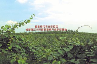 蒲江县：对标欧盟，猕猴桃进军国际市场
