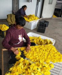 昭化区：烟草+多元产业助农增收