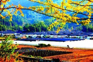 青川县：特色产业助增收，一村一品强发展
