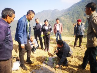 旺苍县：种下“黄金茶” 昔日荒山变金山