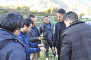 省农科院园艺所陶炼博士在锦屏镇讲解枇杷种植技术