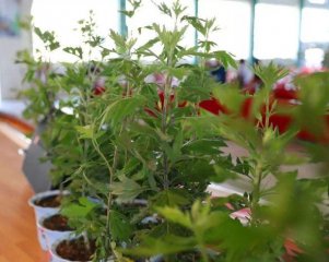 会东倾力打造“高原艾草大产业”