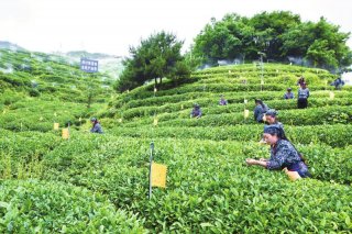 青川：心手相连  高质量打赢脱贫攻坚战