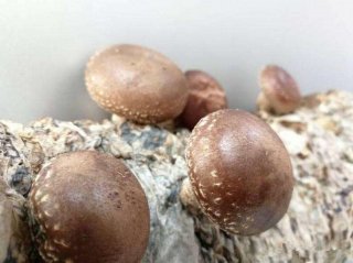 徐家村：大山深处的香菇乐园