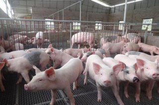 达州市通川区扩大生猪生产促发展多措并举见成效