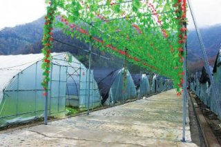 青川县：312”田园党建兴了产业富了民