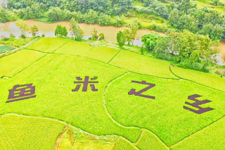 渠县大力发展特色产业  促进乡村产业振兴