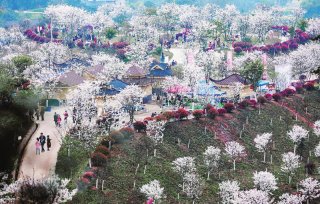 丹林樱花