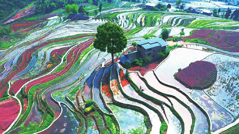 梯田春光。摄影:李骁