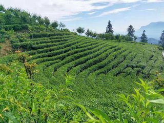 兴文县：让尘封的民族制茶工艺焕发新时代的光芒