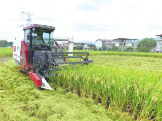 告别育秧移栽 水稻直播让种田多一分从容