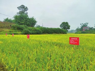 我省再生稻该如何“发力”？