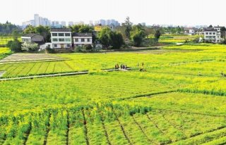 营山：田畴沃野尽欢歌