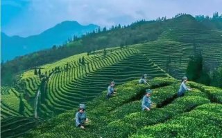 川茶产值首破“千亿”大关，提前一年完成目标