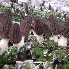 通江县“三举措”扎实推进羊肚菌产业发展