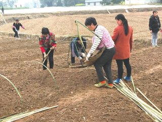 泸县高粱地里套大豆  收益一茬接一茬